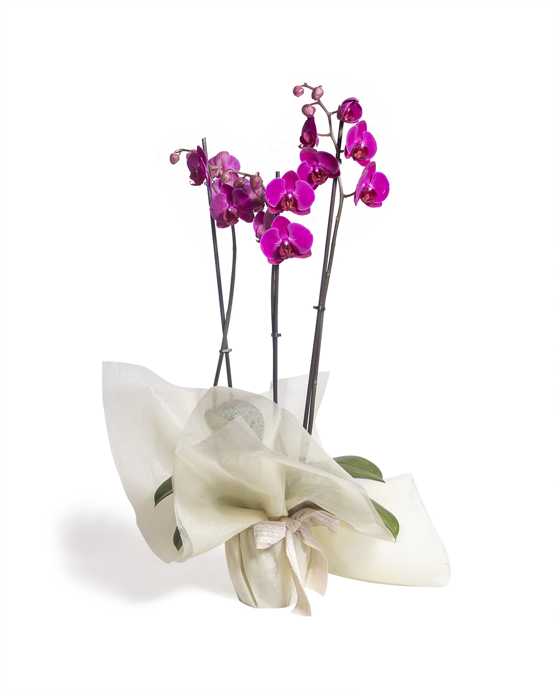 Orquídea Phanelopsis - Natalia García