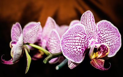 Orquídeas en casa: descubre cómo cuidarlas correctamente