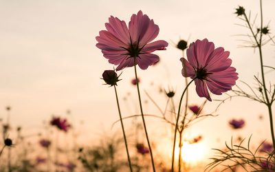 La primavera es sinónimo de flores