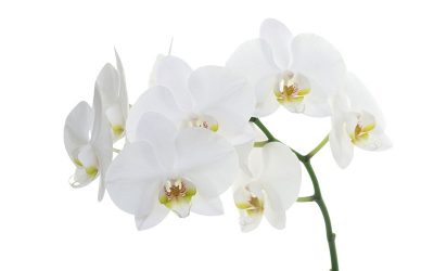 ¡Prométele amor eterno con una orquídea!