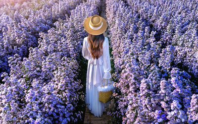 Descubre las cinco plantas para decorar tu jardín en otoño