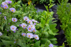 plantas otoñales aster