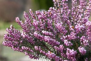 plantas otoñales brezos