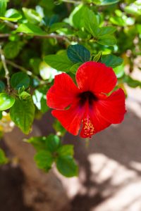 plantas otoñales