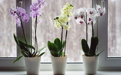 Cómo cuidar una orquídea y no morir en el intento