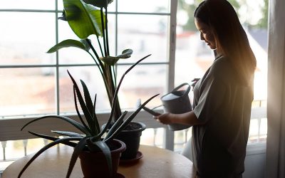 Tips para recuperar el color de las hojas de tus plantas