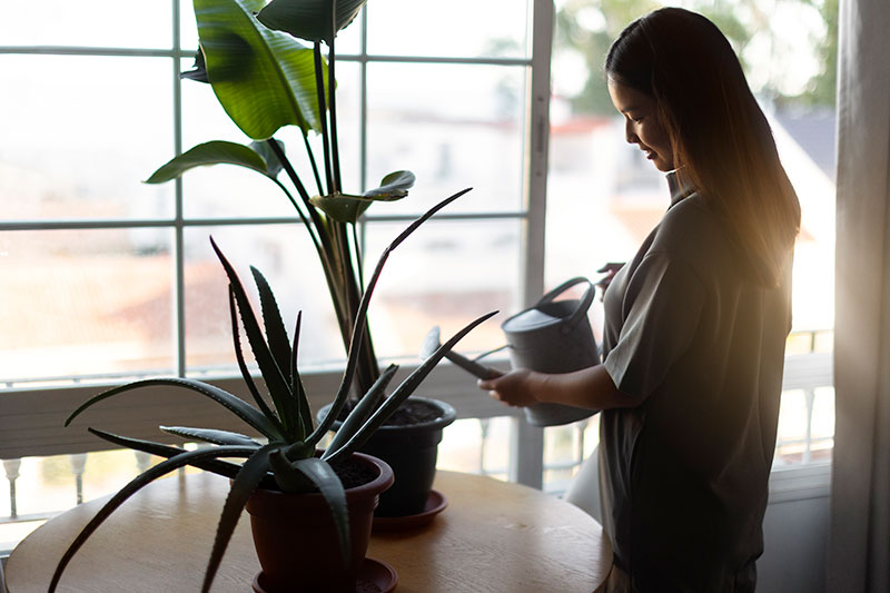 plantas _ natalia garcía