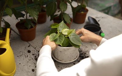 Cómo cuidar las plantas y flores en el hogar