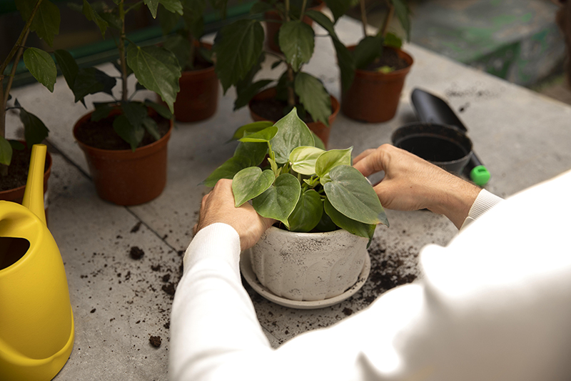 Cómo cuidar las plantas y flores en el hogar